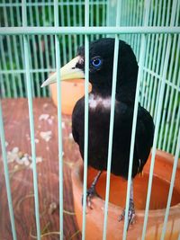 Close-up of parrot in cage