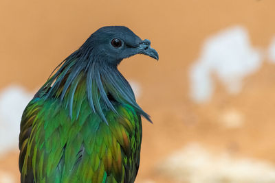 Close-up of a bird