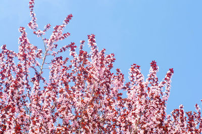 Apricot blossom on a sunny day, the arrival of spring, the blossoming of trees, pink buds 