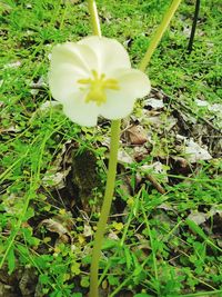 Close-up of white flowers blooming in field