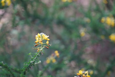 Close-up of yellow flowering plant on field