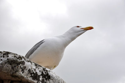 Portrait of a seagull against cloudy sky