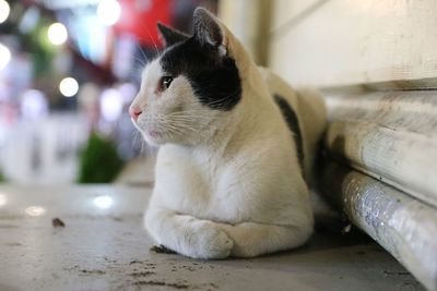 Close-up of a cat looking away