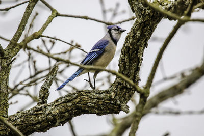 Low angle view of bird perching on tree