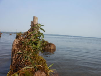 Scenic view of sea against clear sky