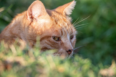 Close-up of a cat looking away