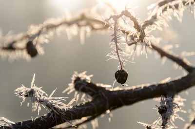 Close-up of bird on branch