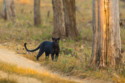 The black panther