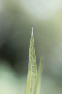 Close-up of insect on plant