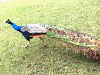 Close-up of peacock on field