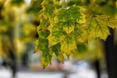 Close-up of leaves on plant