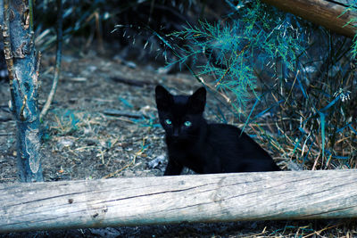 Portrait of black cat sitting on wood