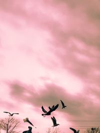 Low angle view of birds on tree against sky