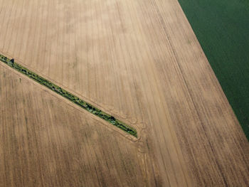 High angle view of plant on wooden floor