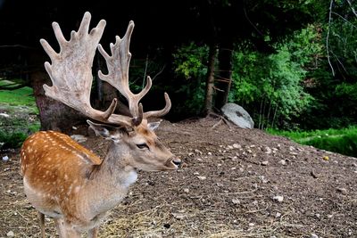 Deer in a forest