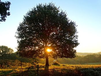 Sunlight streaming through trees on field against sky during sunset