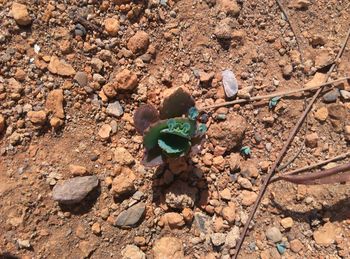 Close-up of plant growing on rock