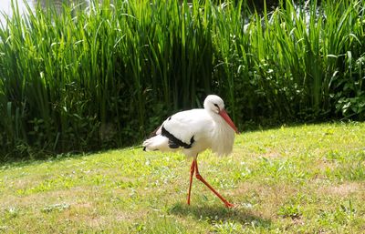 Bird in a field