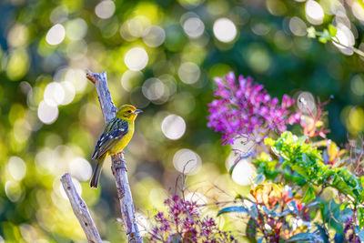 Close-up of bird perching on tree