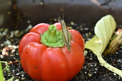 Close-up of red bell peppers on plant