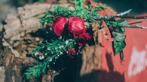 Close-up of red berries on plant