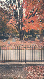 Autumn leaves on tree trunk