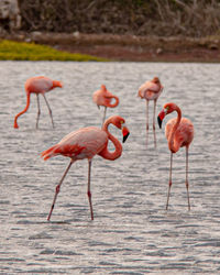 Flamingos in lake