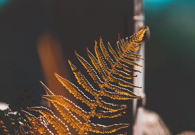 Close-up of succulent plant against sky at night