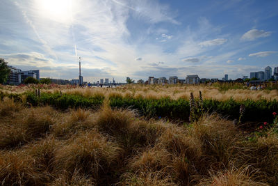 Grass in city against sky