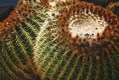 Close-up of cactus