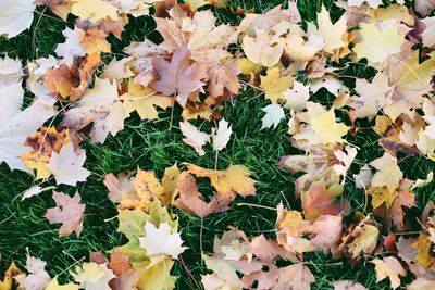 Leaves on ground