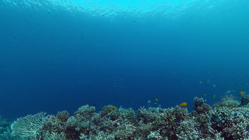 Fish swimming in sea