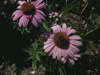 Close-up of pink flowers in park