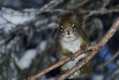 Close-up of squirrel on tree