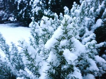 Close-up of frozen tree during winter