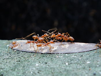 Several red ants are working together.