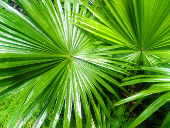 Full frame shot of palm leaves