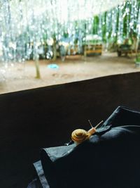 Close-up of flower on table