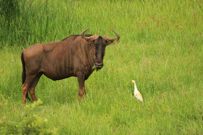 Side view of a bird on field