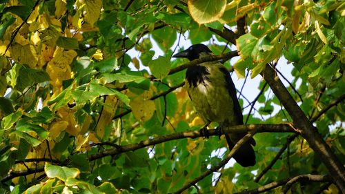 Low angle view of bird perching on tree