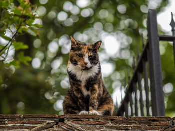 Portrait of cat sitting on wood