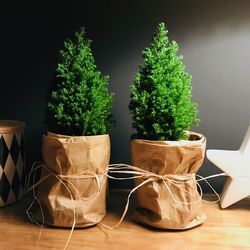 Close-up of potted plants on table at home