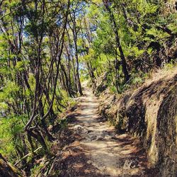 Narrow pathway along trees in forest