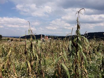 Crops growing on field against sky