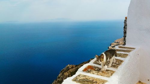 Scenic view of sea with cat on wall against sky