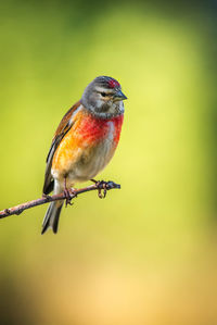 Close-up of bird perching on twig