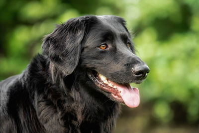 Close-up of dog looking away