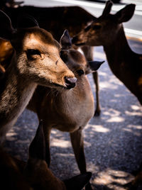 Close-up of deer