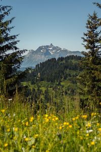 Scenic view of field and mountains against clear sky