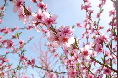 Close-up of pink cherry blossom